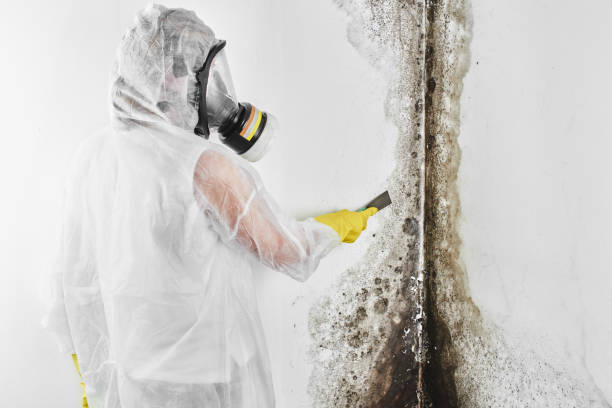 Best Attic Mold Removal  in Red Wing, MN