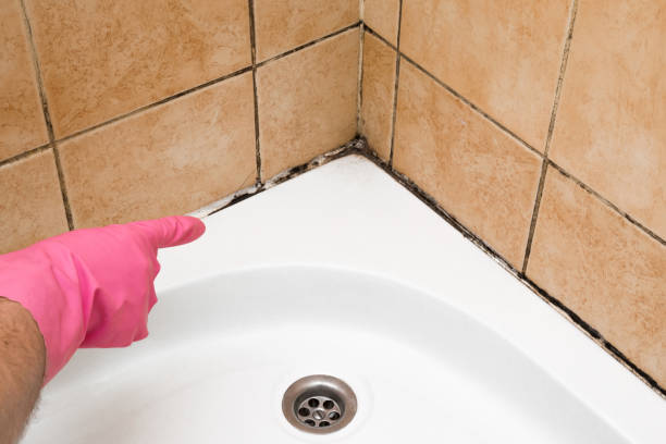 Attic Mold Removal in Red Wing, MN