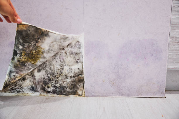 Office Mold Removal Services in Red Wing, MN